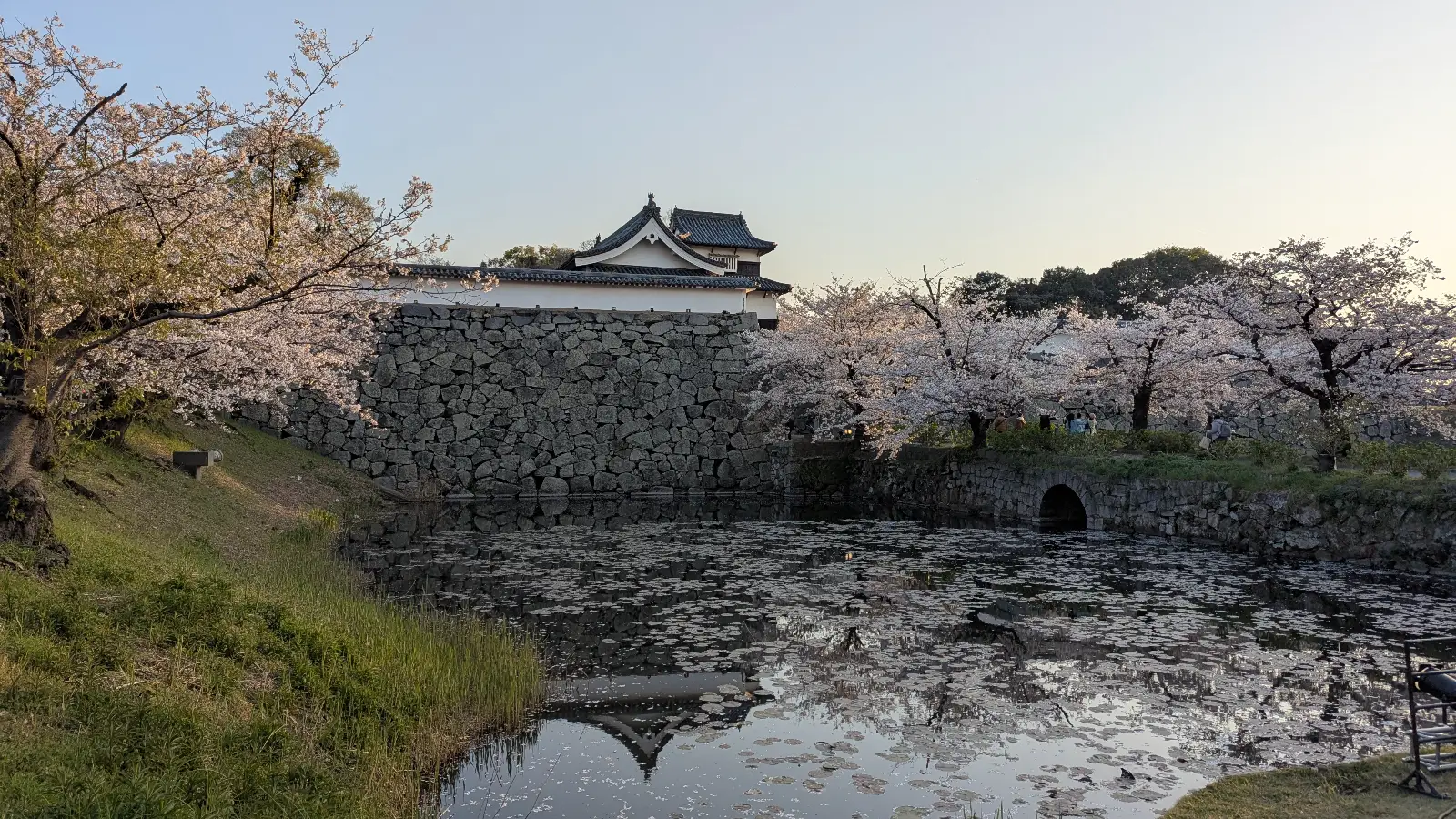 Cherry blossoms in full bloom beside the stone walls and moat of Fukuoka Castle, reflected in still water at dusk.