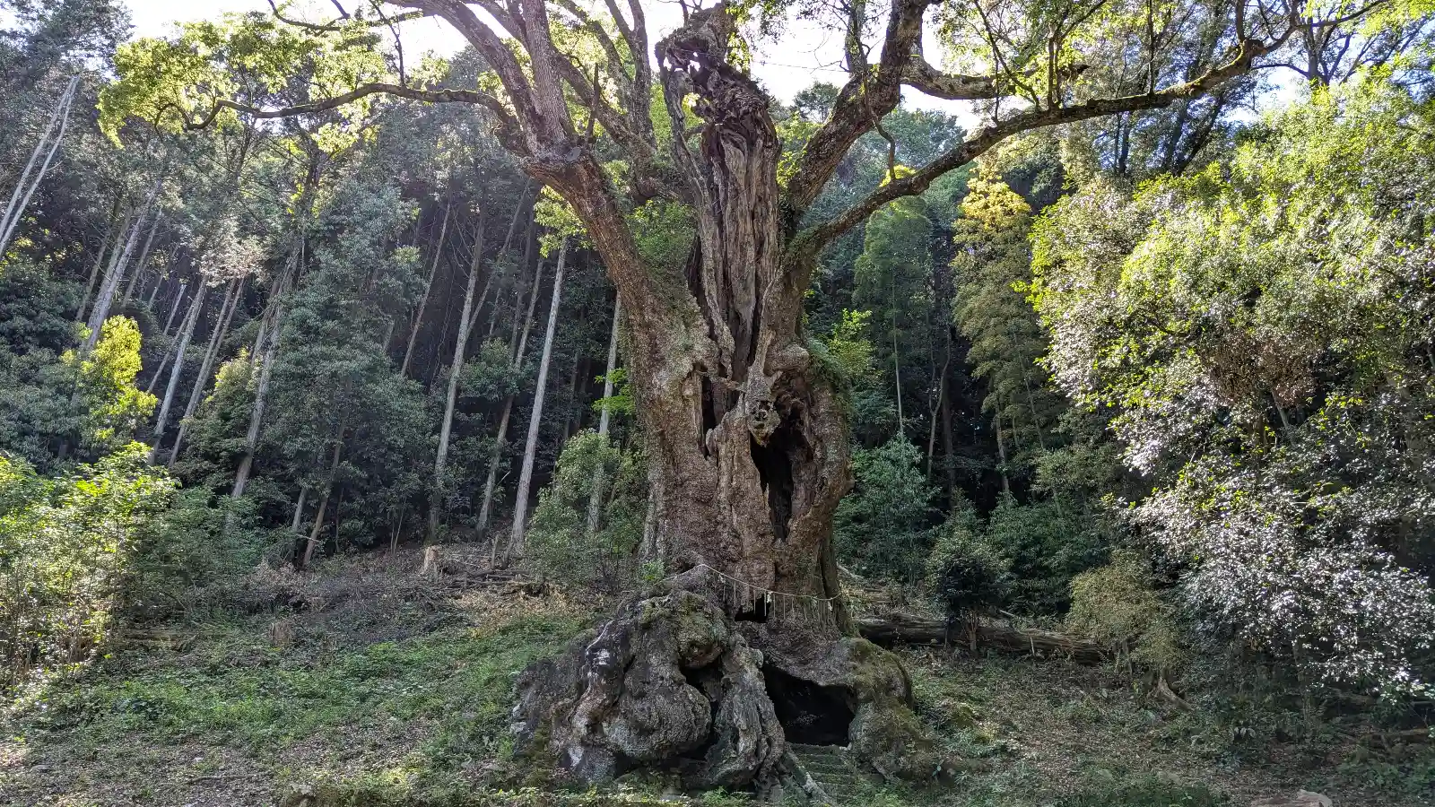 An ancient hollow camphor tree over 3,000 years old stands tall behind Takeo Shrine in Saga, revered as a sacred shinboku in Japan.