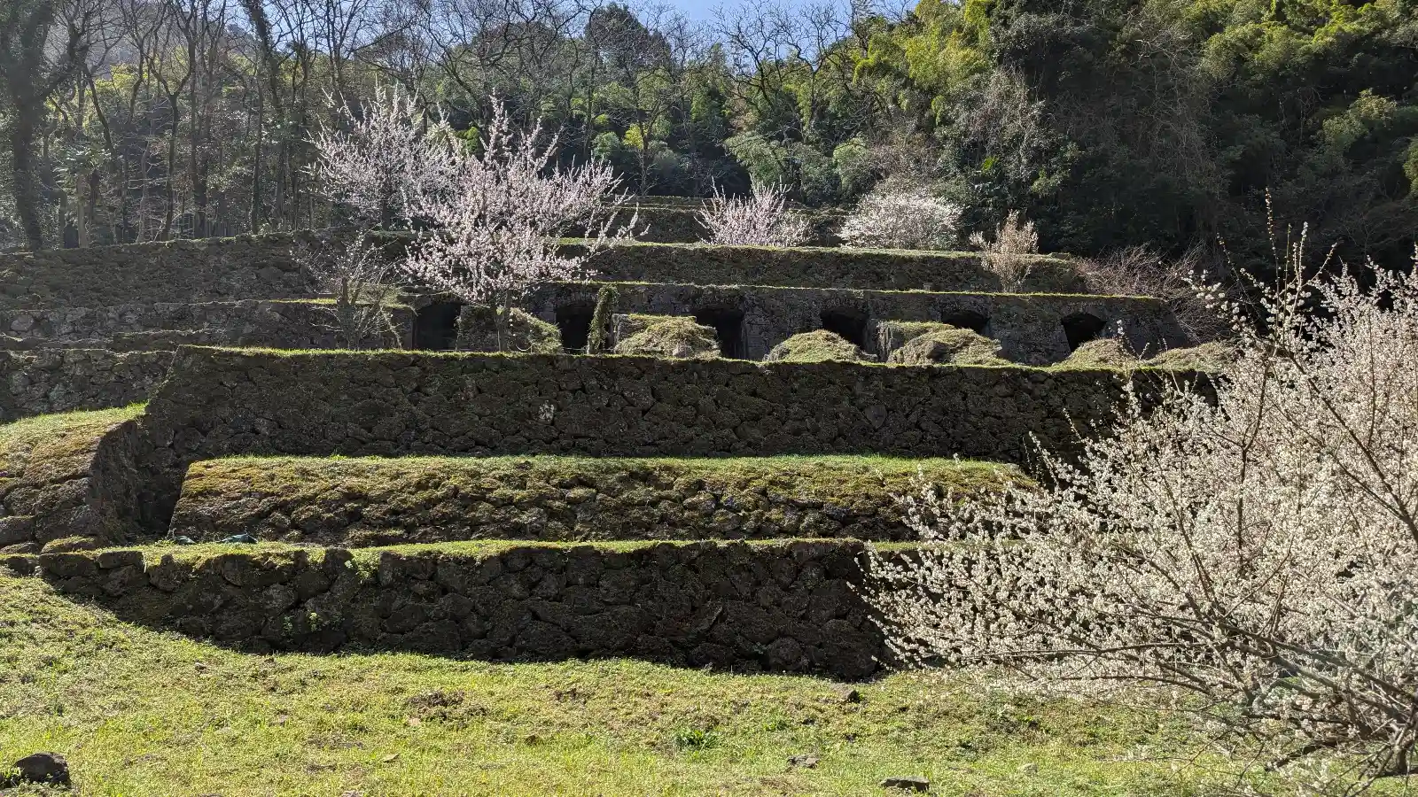 Terraced stone remains of the Iwami Ginzan Silver Mine surrounded by spring blossoms in Shimane, Japan