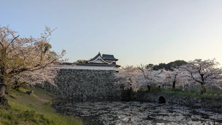 Japanese castle with stone walls and cherry blossoms in full bloom by a tranquil moat at sunset