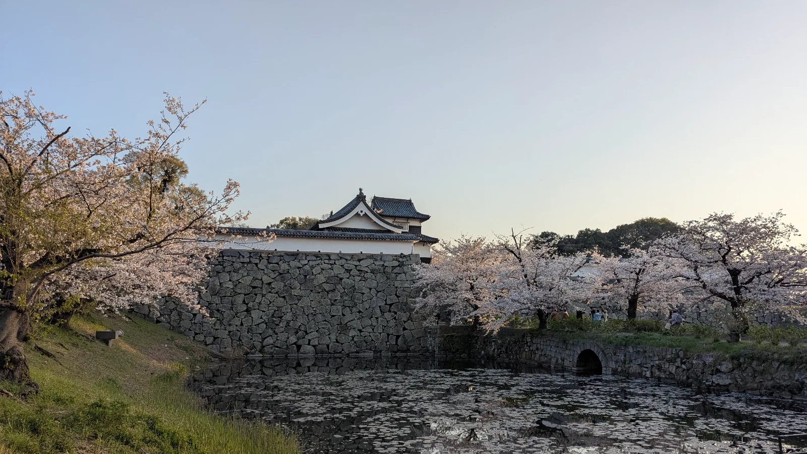 Japanese castle with stone walls and cherry blossoms in full bloom by a tranquil moat at sunset