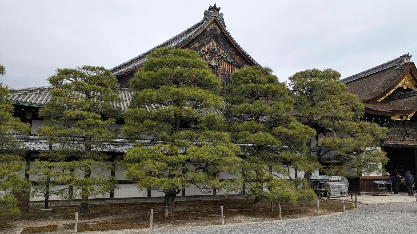 Historic view of Nijo Castle’s Ninomaru Palace in Kyoto, with pine trees framing the wooden architecture and whispering floors within.