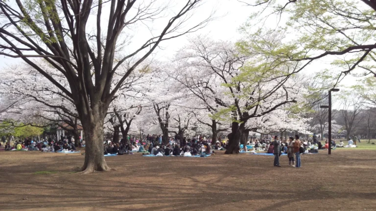 People gathering for hanami picnics beneath cherry blossom trees in a Japanese city park, a spring tradition shared in Tokyo, Kyoto, and Osaka.