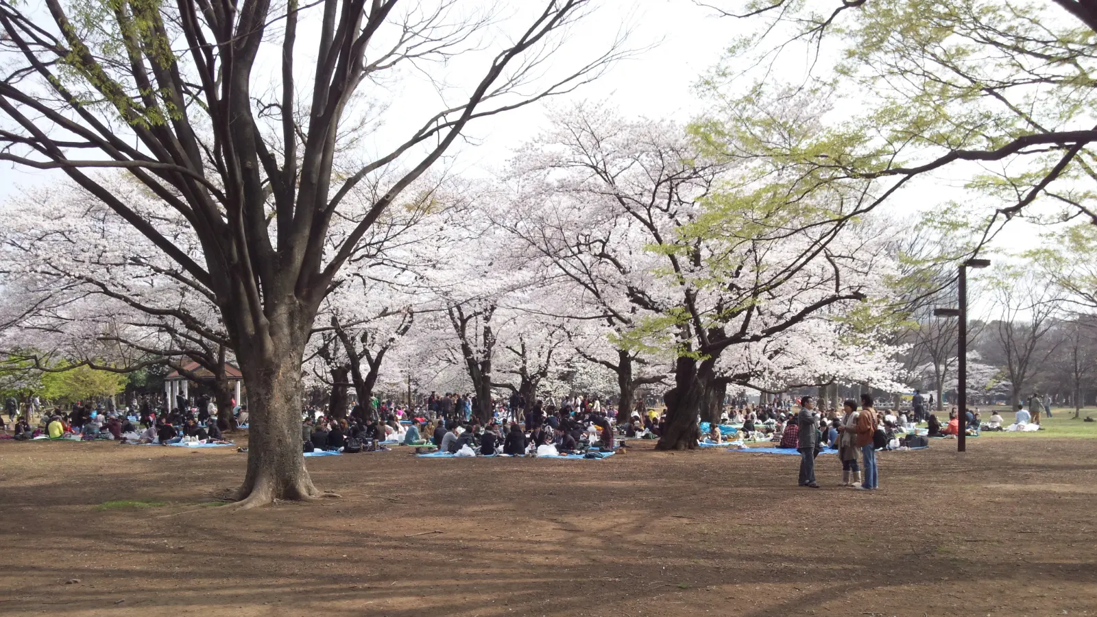 People gathering for hanami picnics beneath cherry blossom trees in a Japanese city park, a spring tradition shared in Tokyo, Kyoto, and Osaka.